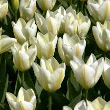 Tulipani Purissima  - 5 pezzi