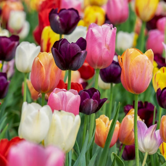 Tulipani Mixed - 5 pezzi