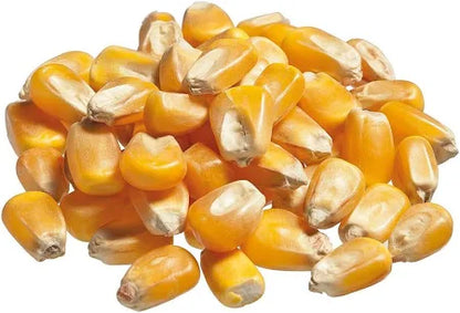 Mais - Granturco