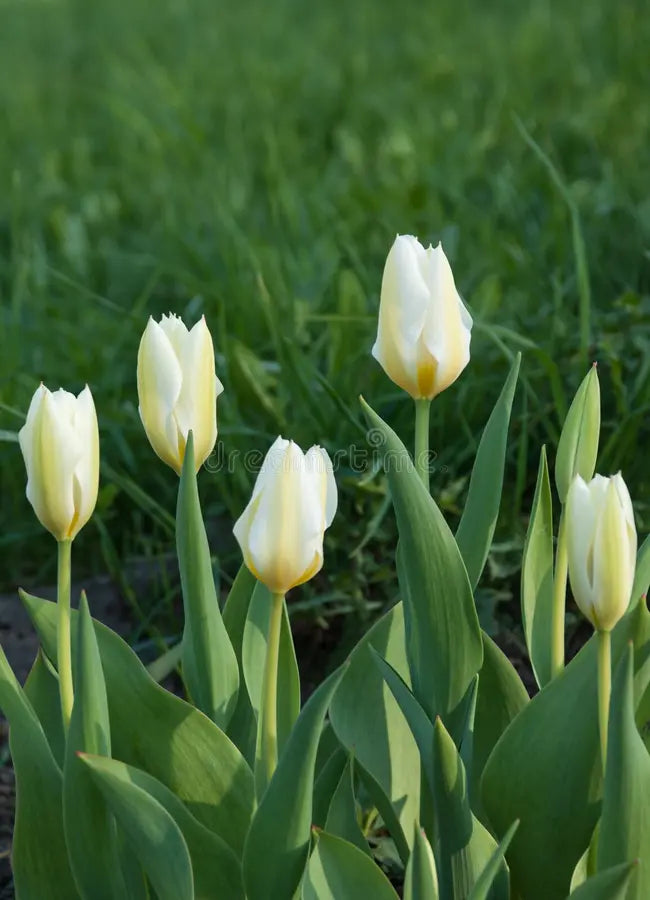 Tulipani Purissima  - 5 pezzi