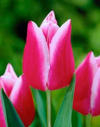 Tulipani Leo visser - 5 pezzi