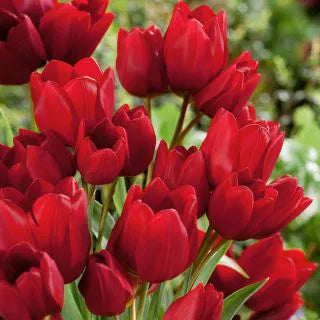 Tulipani Red Georgette - 5 pezzi