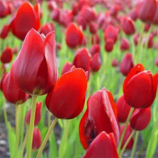 Tulipani Red Georgette - 5 pezzi