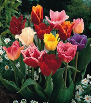 Tulipani Crispa Mixed - 5 pezzi