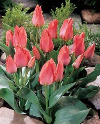 Tulipani Toronto - 5 pezzi