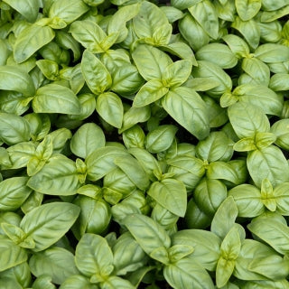 BASILICO italiano classico
