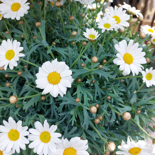 Margherita