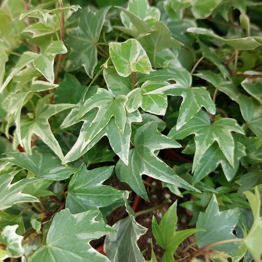 Edera