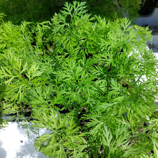 Carota