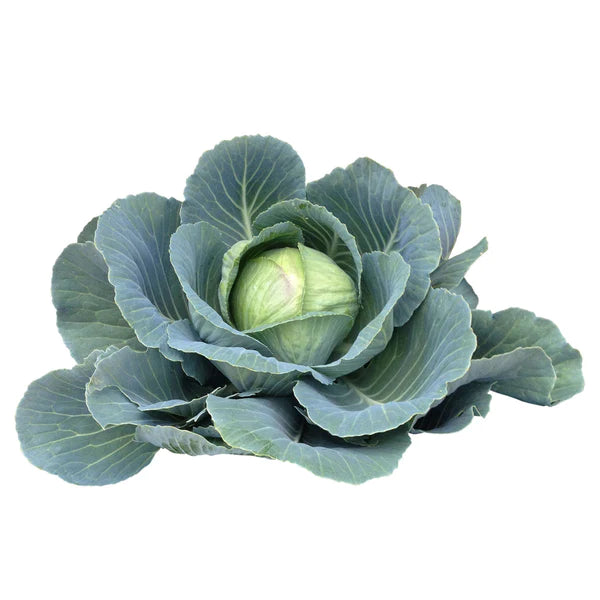 CAVOLO CAPPUCCIO Copenhagen market 2