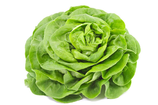 Lattuga romana