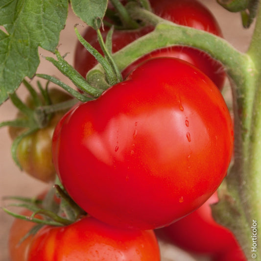 POMODORO S. Pierre