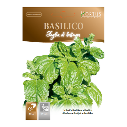 BASILICO foglia di lattuga