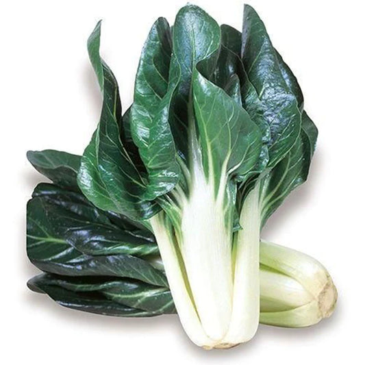 BIETOLA DA COSTE verde a costa larga argentata 2