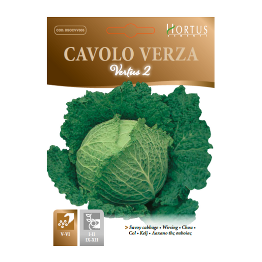 CAVOLO VERZA Vertus 2