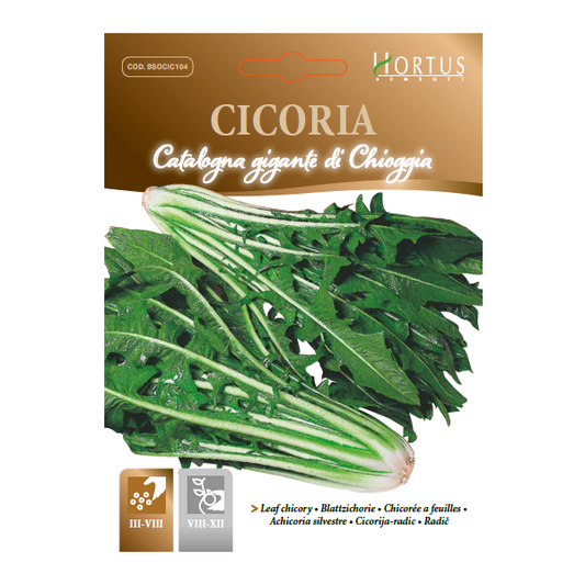 CICORIA Catalogna gigante di Chioggia
