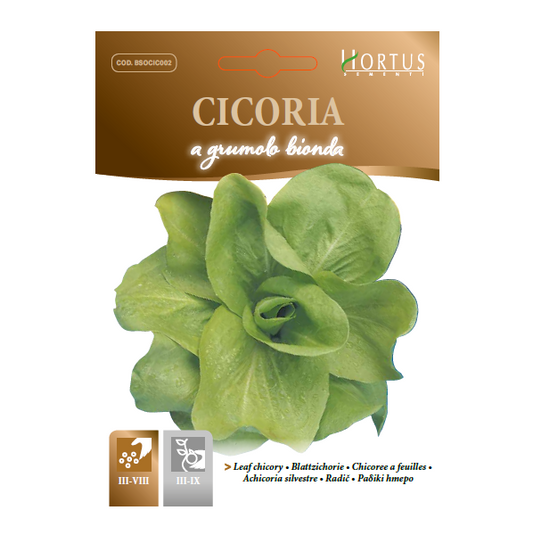 CICORIA a grumo bionda