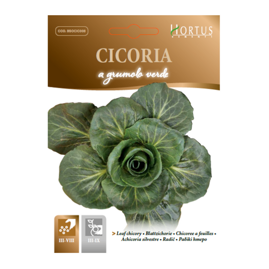 CICORIA a grumo verde