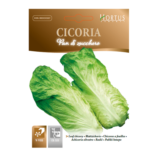 CICORIA pan di zucchero