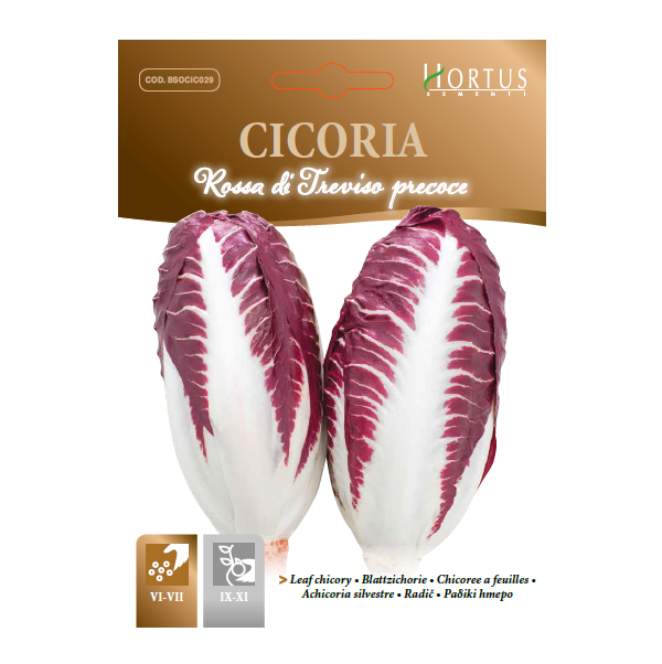 CICORIA rossa di Treviso precoce