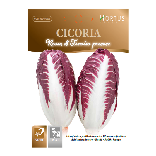 CICORIA rossa di Treviso precoce