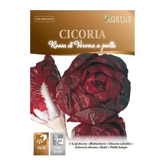 CICORIA rossa di Verona a palla