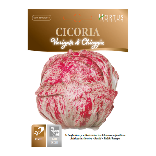 CICORIA variegata di CHIOGGIA