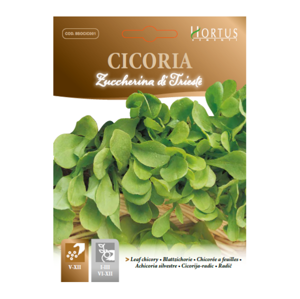 CICORIA  zuccherina di Trieste