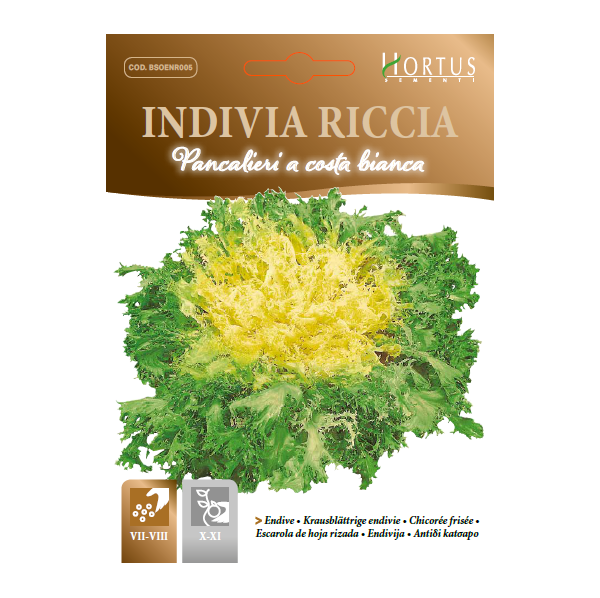 INDIVIA RICCIA Pancalieri a costa bianca