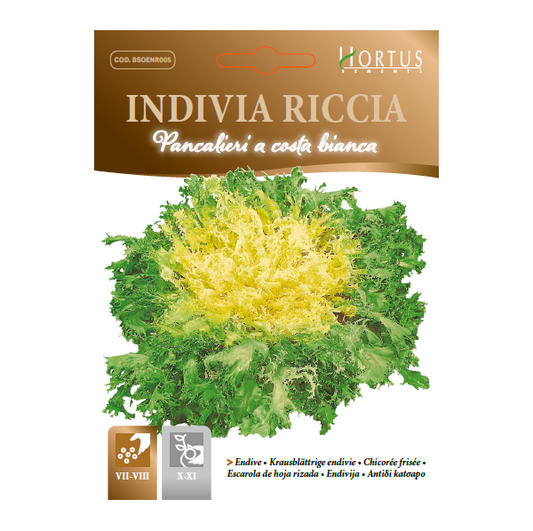 INDIVIA RICCIA Pancalieri a costa bianca