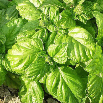 BASILICO foglia di lattuga