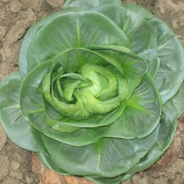 CICORIA a grumo verde