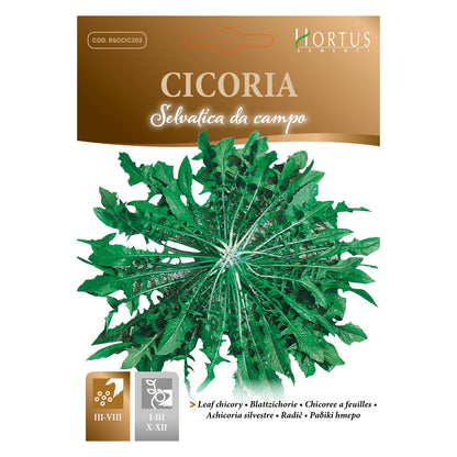 CICORIA Selvatica da campo
