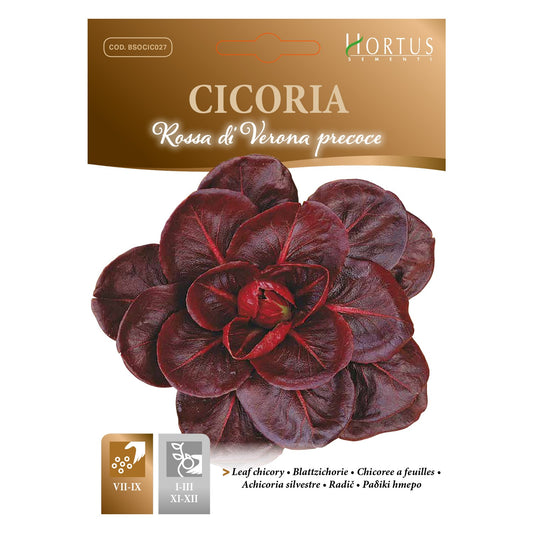CICORIA rossa di Verona precoce