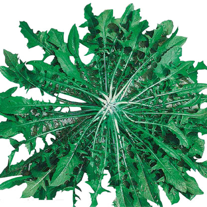 CICORIA Selvatica da campo
