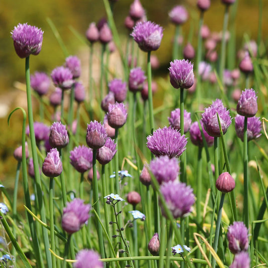 ERBA CIPOLLINA PRAGER Allium schoenprasum