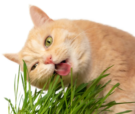 Erba gatto