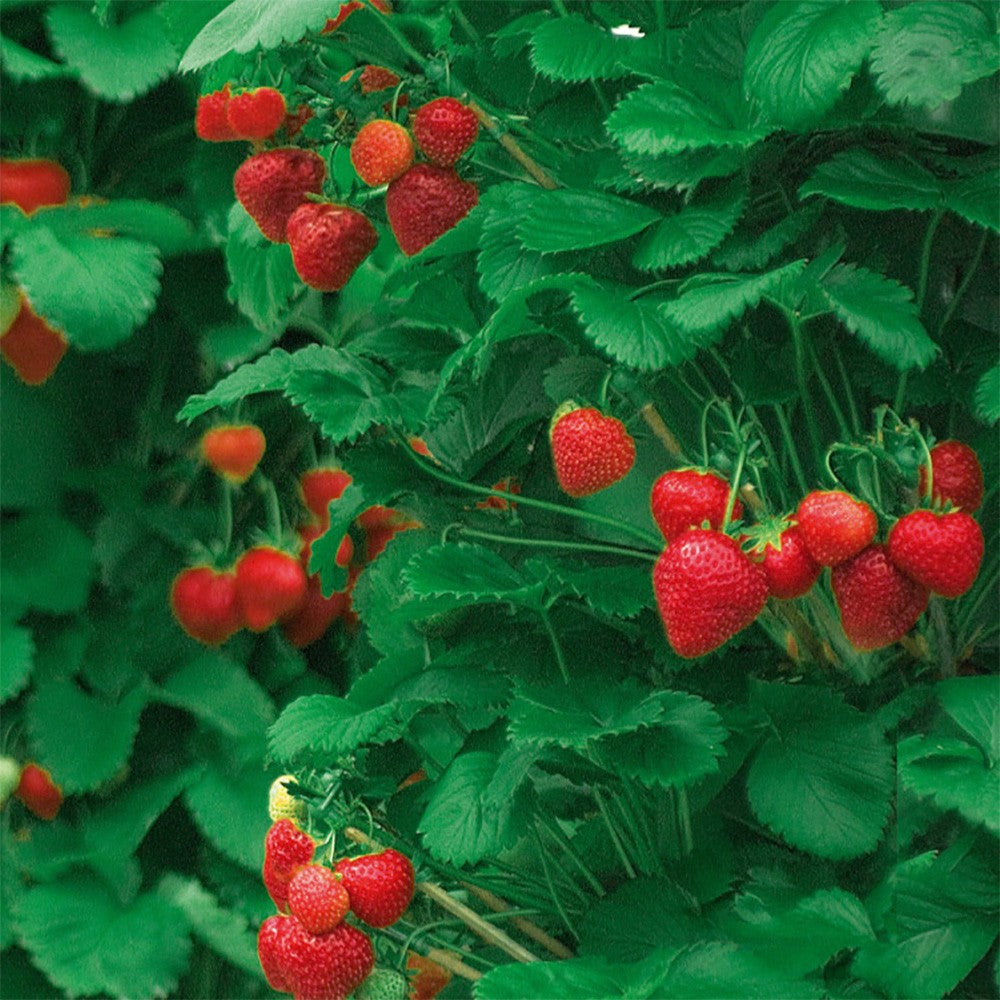 FRAGOLE RAMPICANTI Fragaria vesca
