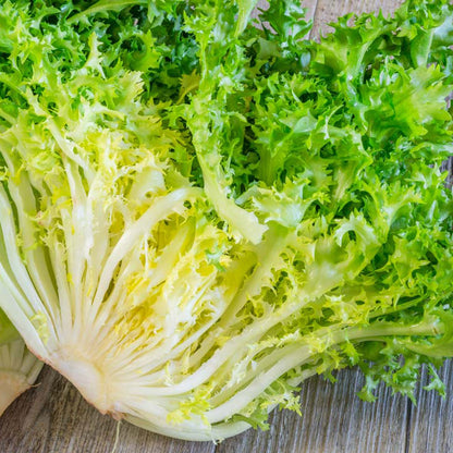 INDIVIA RICCIA Pancalieri a costa bianca