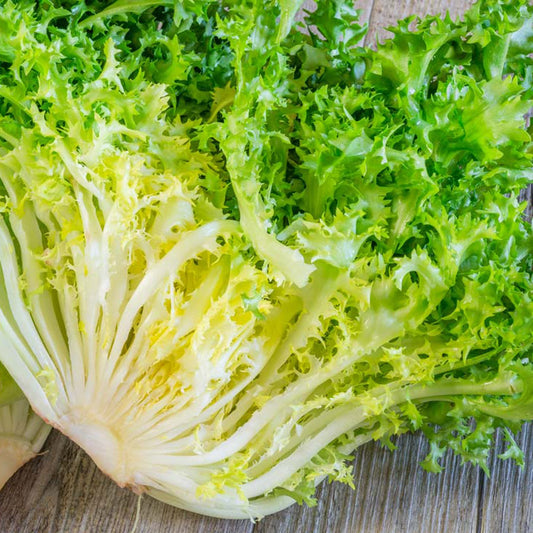 INDIVIA RICCIA Pancalieri a costa bianca