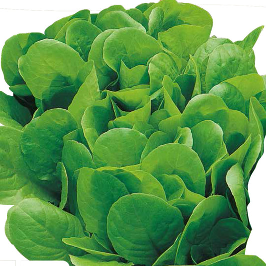 LATTUGA Bionda a foglia liscia