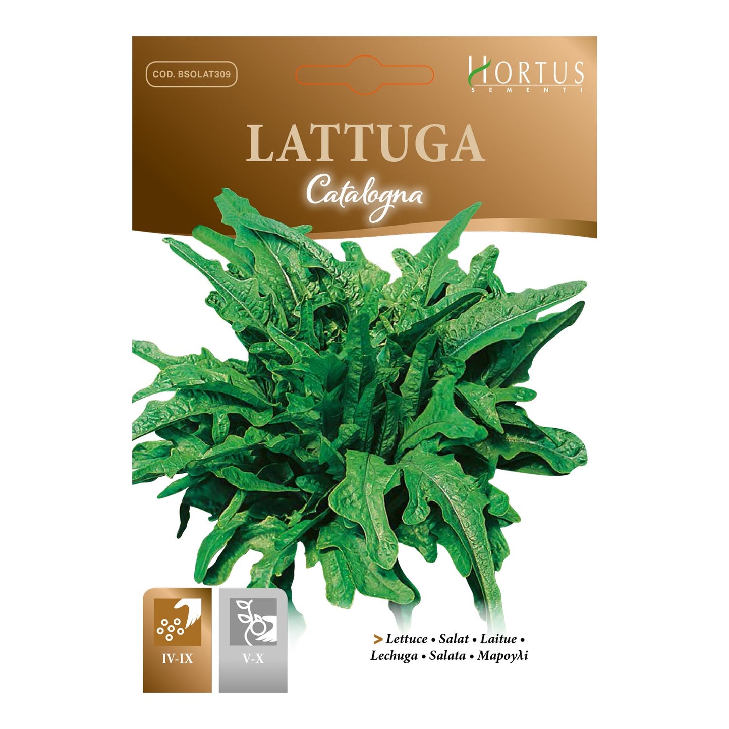LATTUGA Catalogna