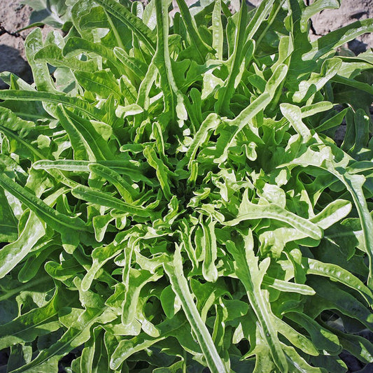LATTUGA Catalogna