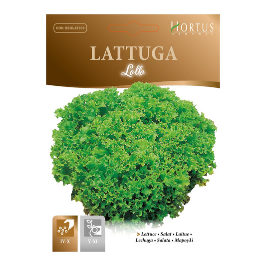 LATTUGA Lollo
