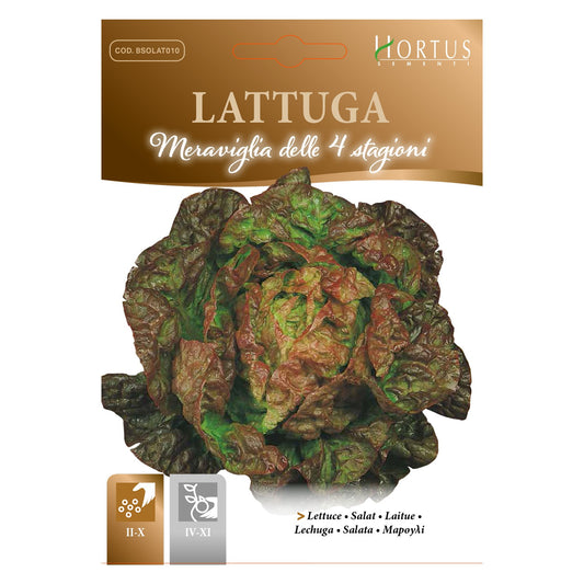 LATTUGA Meraviglia delle 4 stagioni