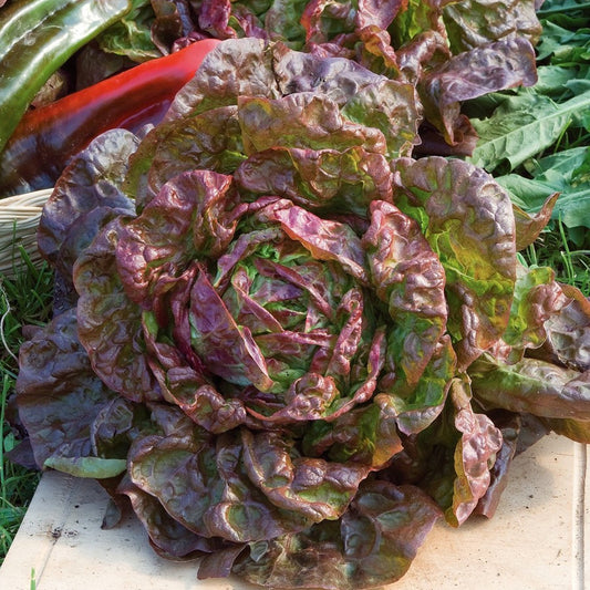 Lattuga quattro stagioni