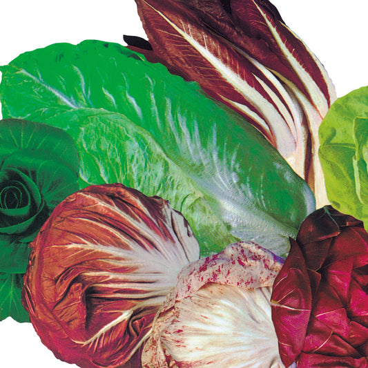 MISTICANZA di CICORIE