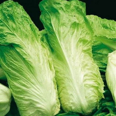 Radicchio pan di zucchero