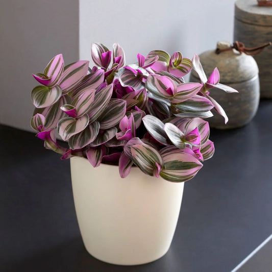 Tradescantia Albiflora
