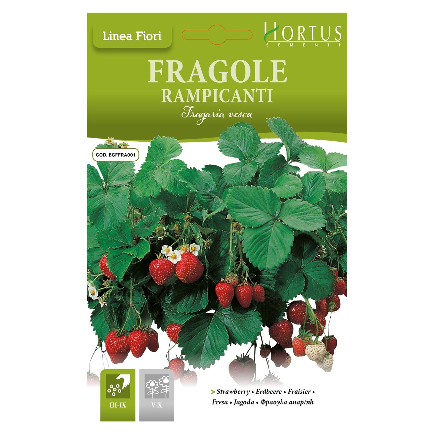 FRAGOLE RAMPICANTI Fragaria vesca